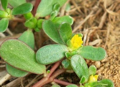 草龟最爱吃的十种蔬菜,乌龟可以吃的蔬菜植物