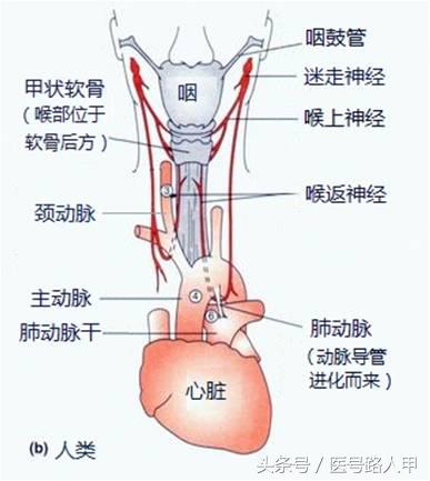 喉返神经的解剖视频,损伤喉上神经和喉返神经的区别