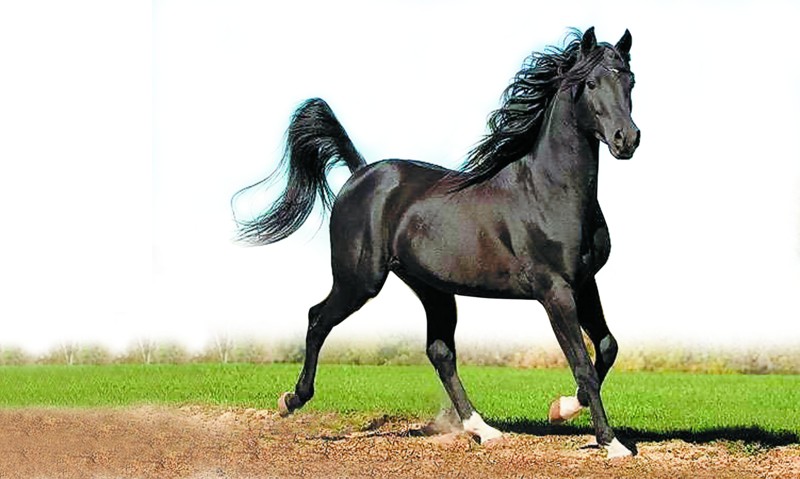 外国真品汗血宝马,汗血宝马多少钱一匹在美国