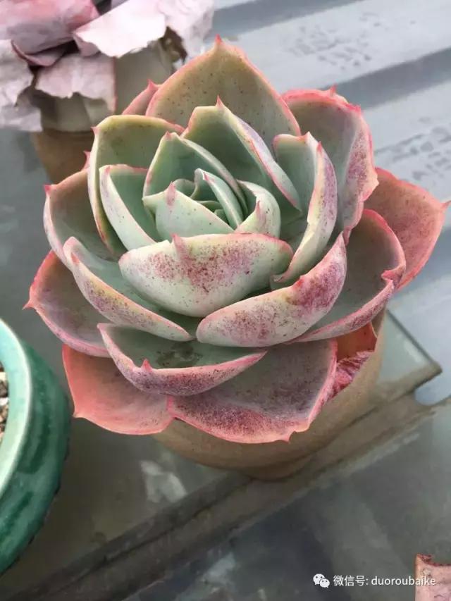 多肉是黯淡生活里的良药,多肉是解决烦恼和疲惫的良药