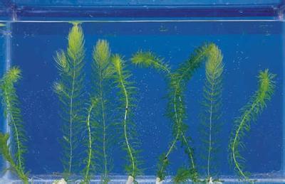 养龟适合的绿植有哪些品种,黄喉龟缸里适合养什么绿植