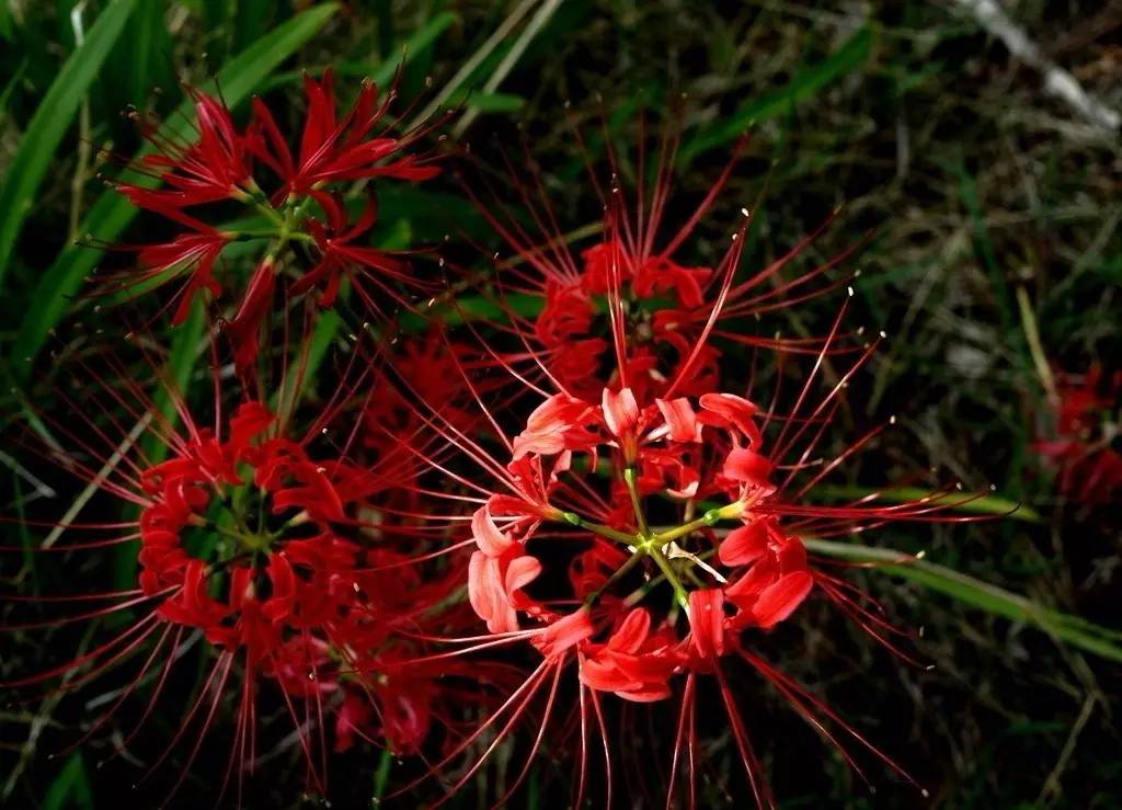 《本草》植物志之彼岸花：开一千年，落一千年，花叶不相见