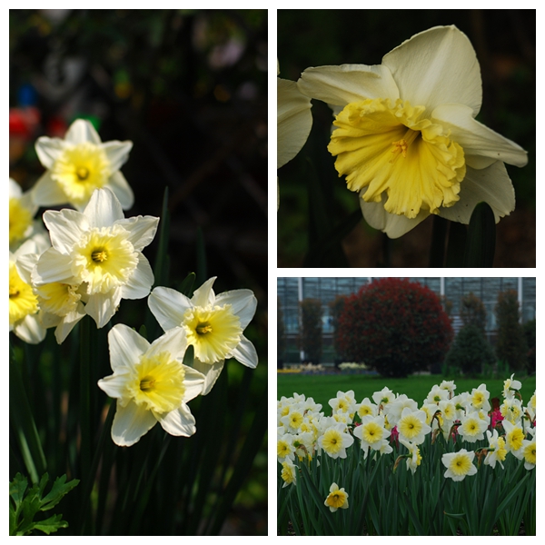 水仙花卉美图,植物水仙子图片