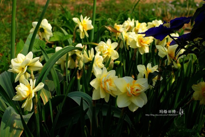 水仙花卉美图,植物水仙子图片