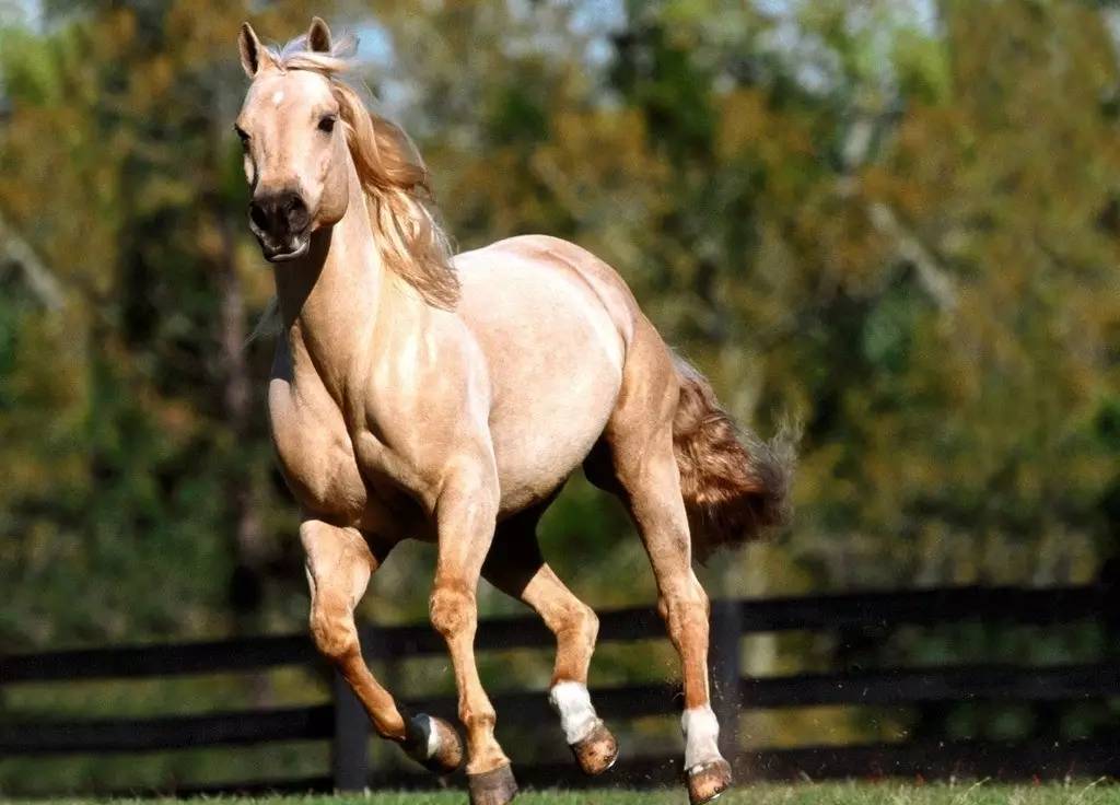 烛之武退秦师左传的意思,左传上的烛之武退秦师全文及翻译