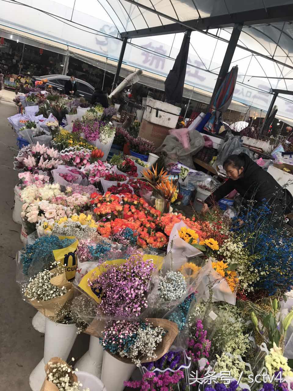 玫瑰价格今日行情,最近玫瑰还会涨价吗