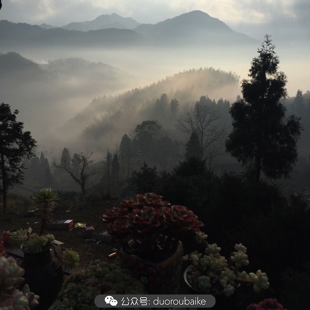 关于多肉植物的国画,多肉山水画