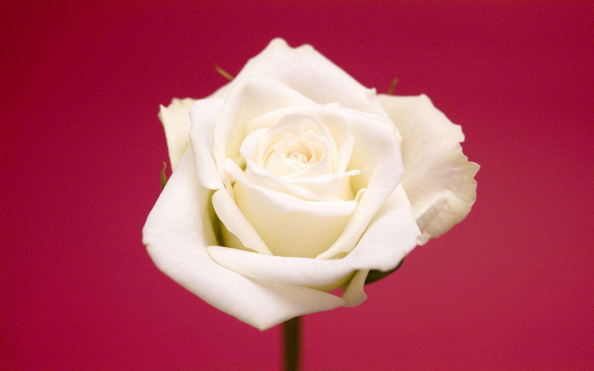 情人节送自己的玫瑰花语,情人节玫瑰花语和图片大全