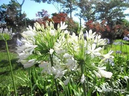 不用香水的女人没有未来英文,不用香水的女人身上有香味