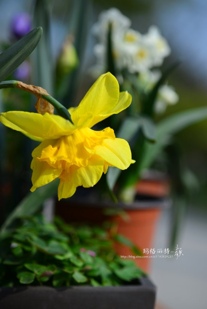 水仙花卉美图,植物水仙子图片