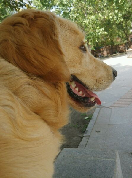 宠物腹泻时如何正确处理伤口,宠物腹泻和拉稀的区别在哪个部位