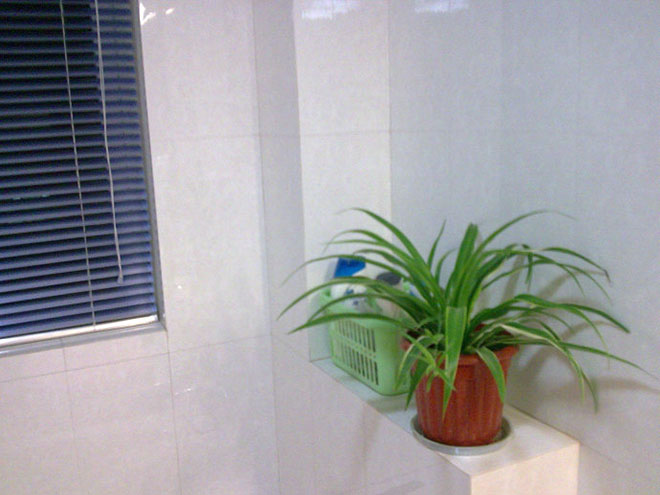 厕所异味放点什么植物,什么植物能吸收厕所的臭气