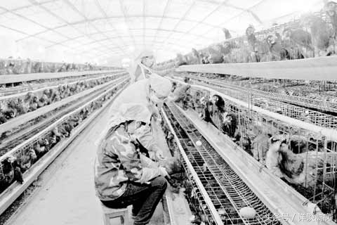 人工授精的具体步骤和规范