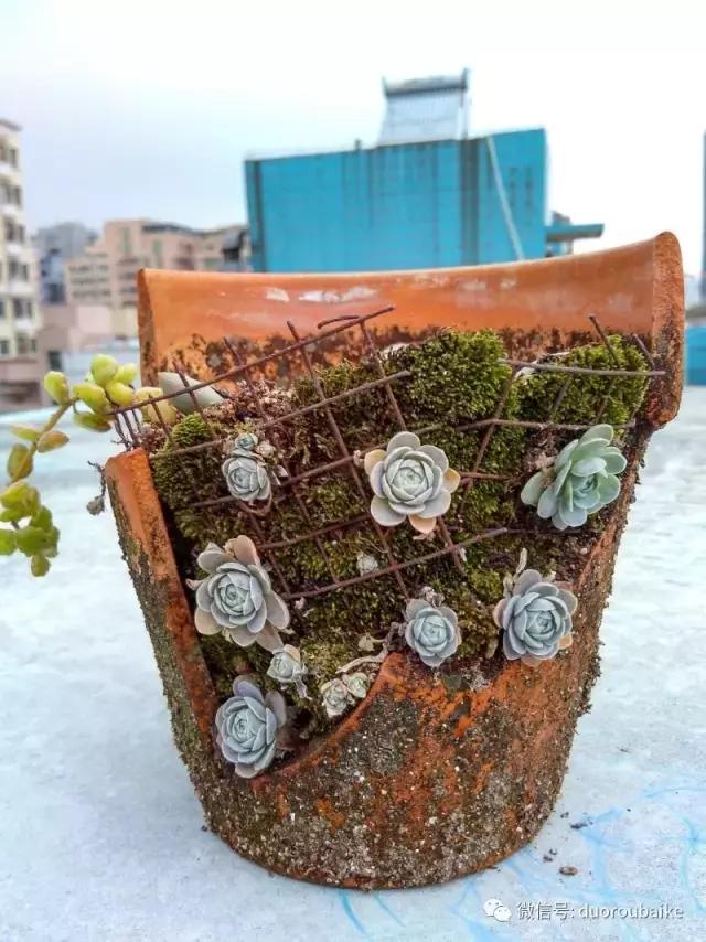 甯﹂潚鑻旂殑澶氳倝,澶氳倝闈掕嫈鍩瑰吇