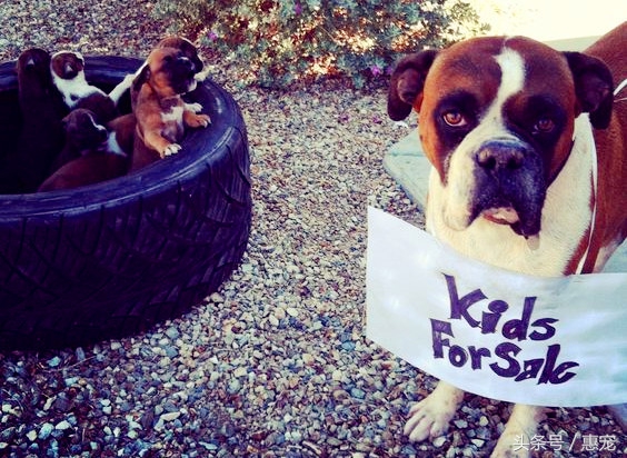 绝育手术的术后护理,母猫绝育术后护理