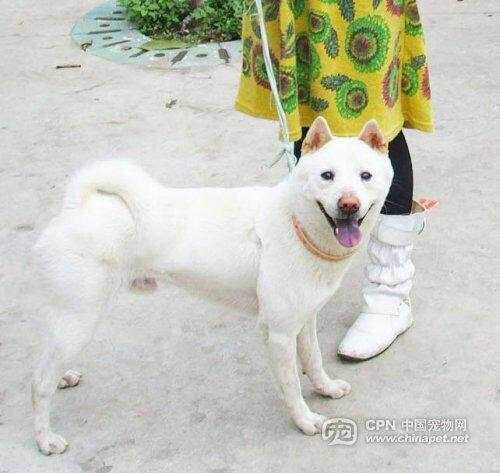 狗狗品种收集大全,收藏狗狗