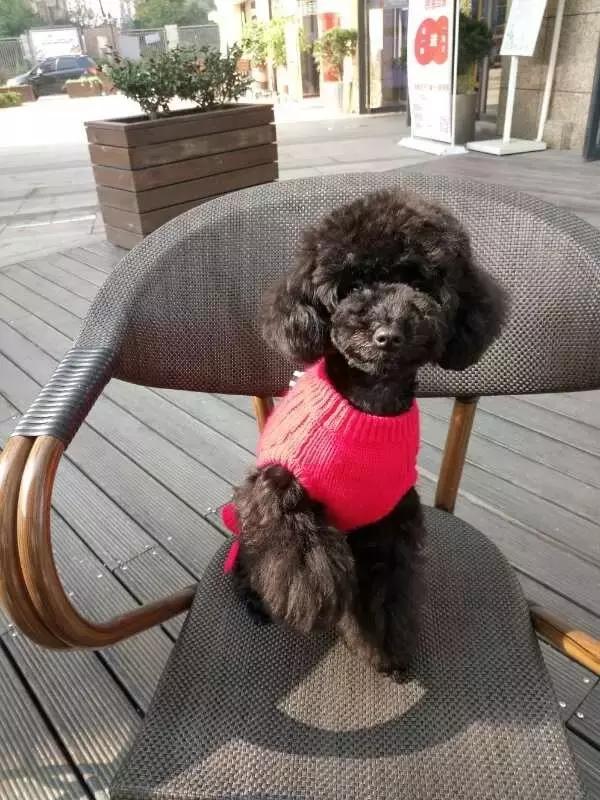 长沙宠物蜥蜴品种有哪些,别人家养的宠物蜥蜴食肉动物