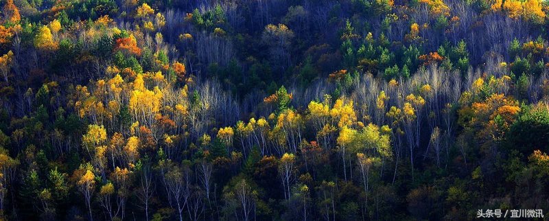 延安赵洁,宜川赵洁抖音