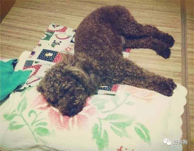 一只贵宾狗,一只贵宾犬