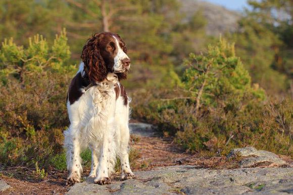 狗狗品种收集大全,收藏狗狗