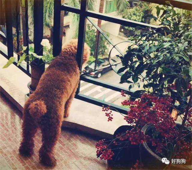 一只贵宾狗,一只贵宾犬