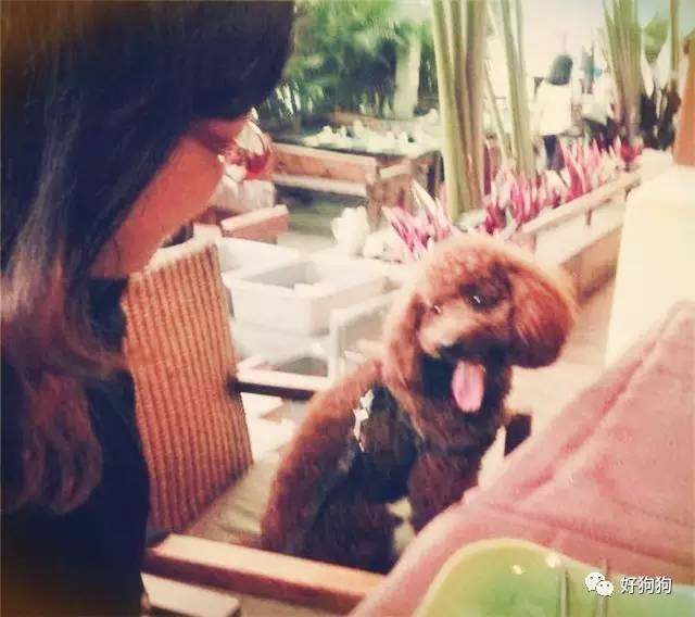 一只贵宾狗,一只贵宾犬