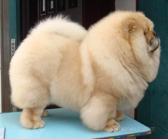 普遍的狗狗品种大全及图片,所有狗狗品种集合大全