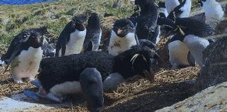 豆瓣9.7的企鹅版《无间道》，上演最萌版「原配撕小三」！