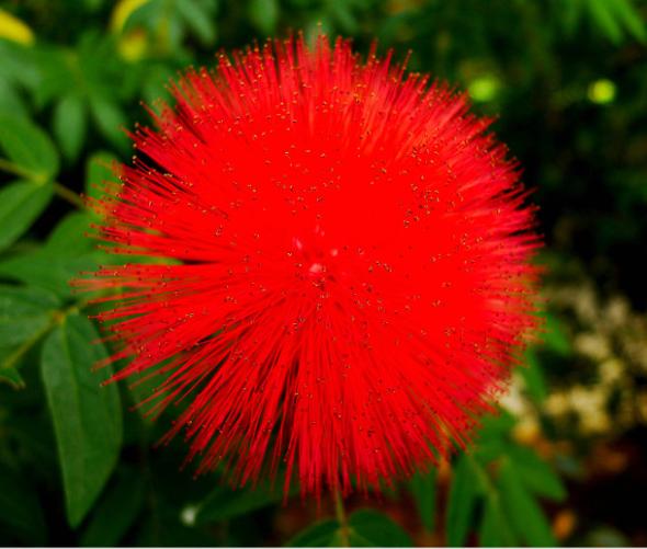 西双版纳每个景区都很美,西双版纳什么时候最美