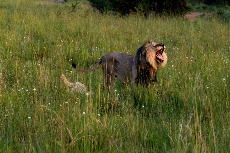 走进彩虹之国感受南非独特之美,彩虹之国南非