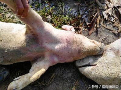 猪是怎样得猪肺疫的,什么阶段的猪易感染猪肺疫