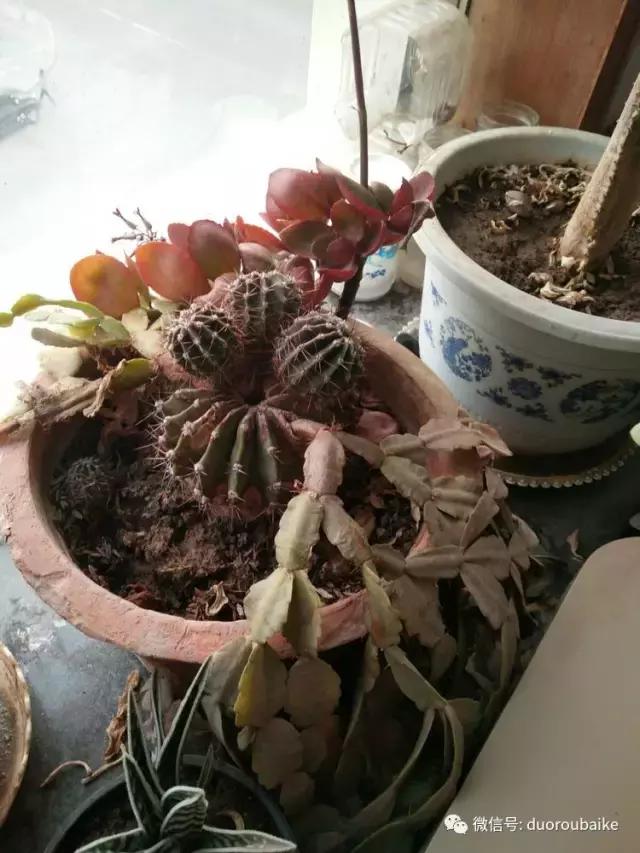 一入肉坑深似海，妈妈姥姥一起上！