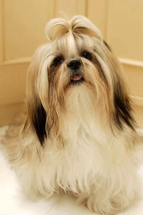 普遍的狗狗品种大全及图片,所有狗狗品种集合大全