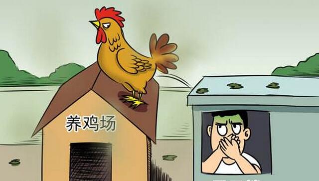 鸡粪如何避免臭味散发,鸡粪发酵为什么有刺鼻的气味