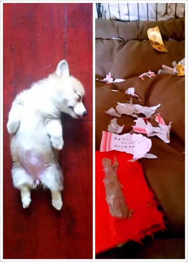 长沙宠物蜥蜴品种有哪些,别人家养的宠物蜥蜴食肉动物