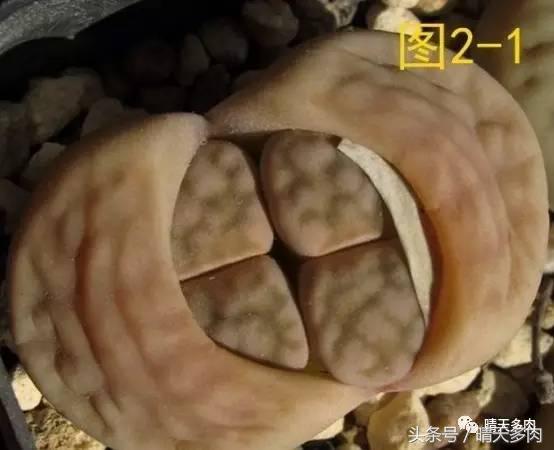 收到生石花处于蜕皮时期如何处理,生石花蜕皮最佳时间