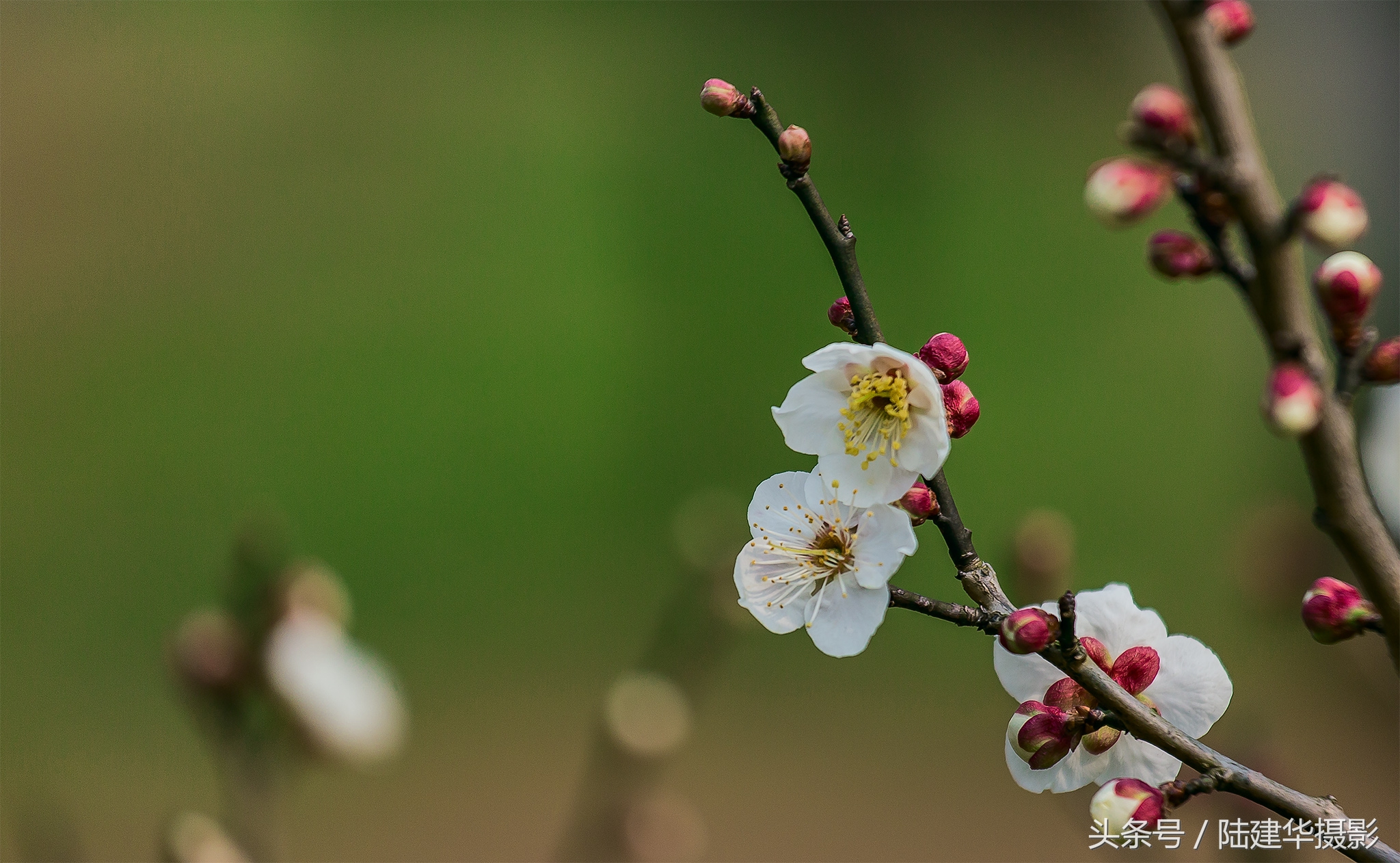 无锡梅园，春风十里不如你