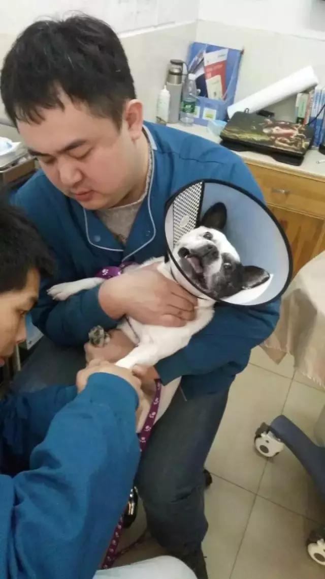 长沙人爱养什么品种的鸟,长沙人为什么喜欢养乌龟