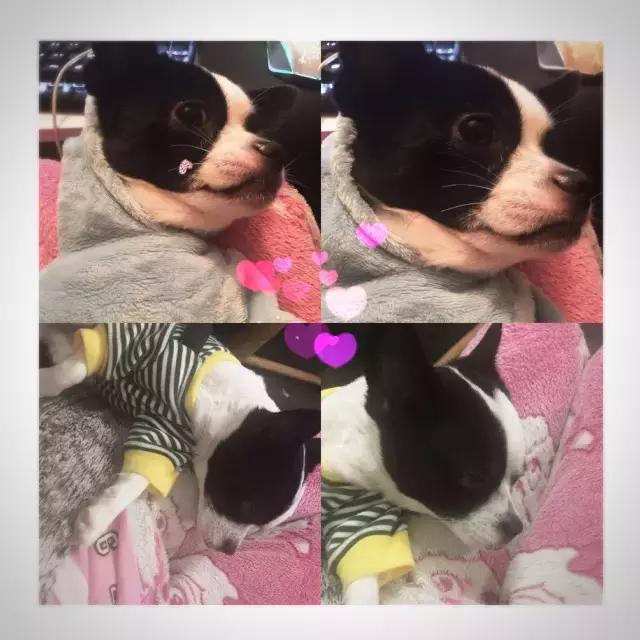 长沙宠物蜥蜴品种有哪些,别人家养的宠物蜥蜴食肉动物