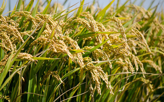 日本的西瓜为什么500块一个,日本方形西瓜是怎么种出来的