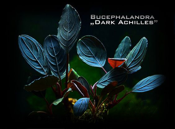 水族辣椒榕,水族朋友圈