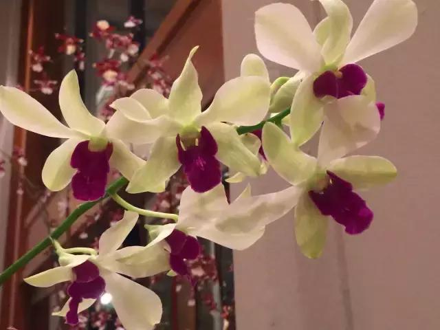 毛伊岛游记,毛伊岛太阳之屋