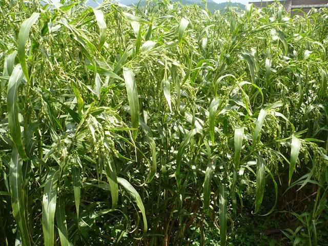 湿气重不重该怎么判断有效祛湿,湿气重生百病老中医推荐祛湿方