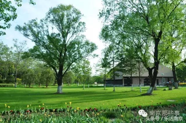 南京梅花赏花游记,好玩的摘草莓胜地打卡