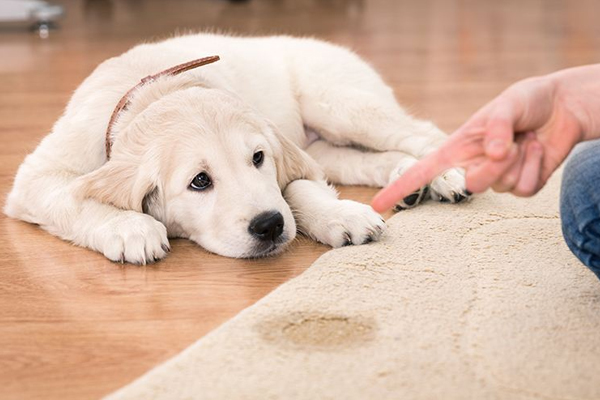 狗狗尿床怎么了原版,狗狗下雨天尿床上怎么改正