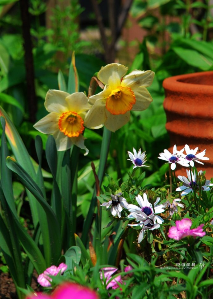 水仙花卉美图,植物水仙子图片