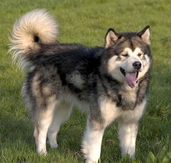 普遍的狗狗品种大全及图片,所有狗狗品种集合大全