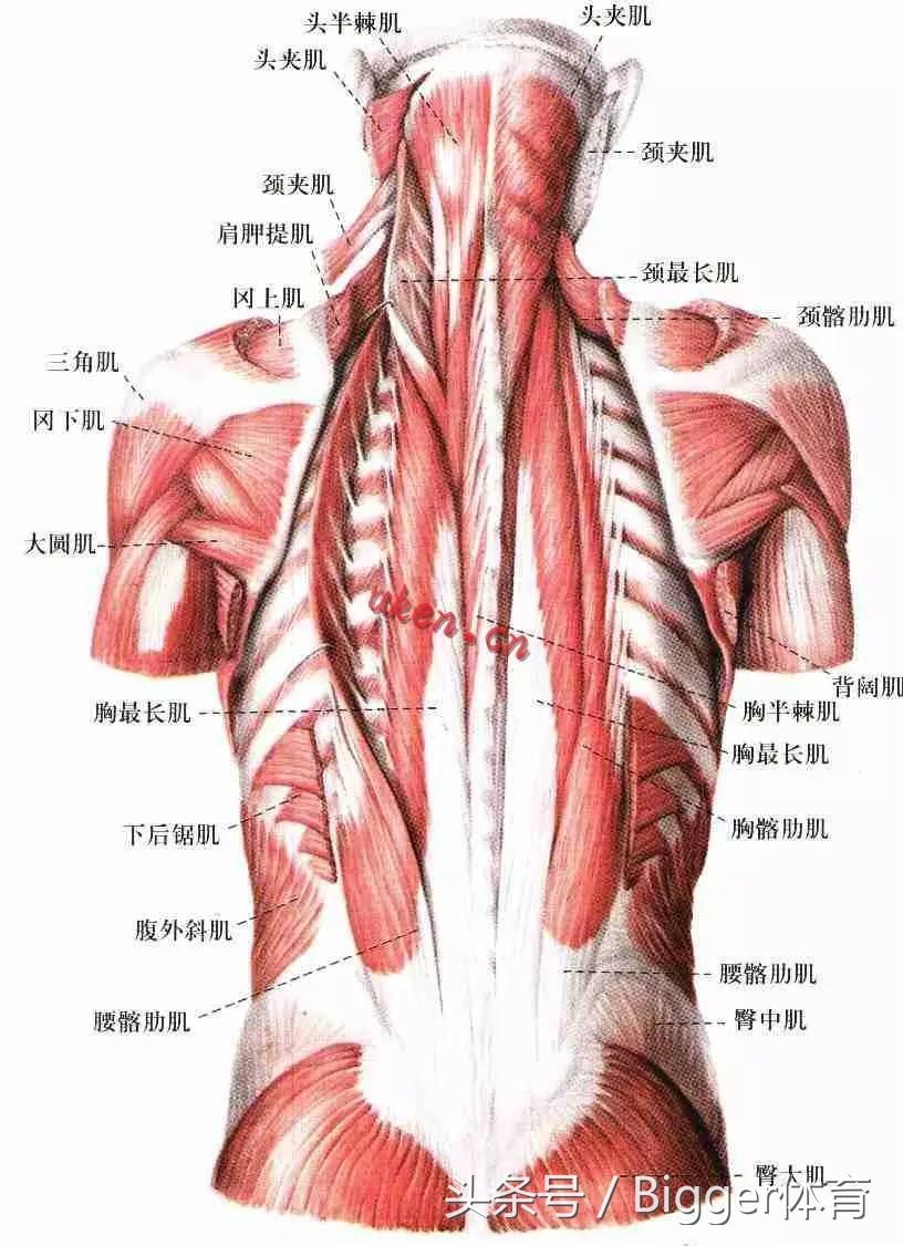 骨盆倾斜长短腿跑步有什么危害,骨盆倾斜对健身的影响