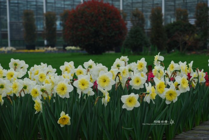 水仙花卉美图,植物水仙子图片
