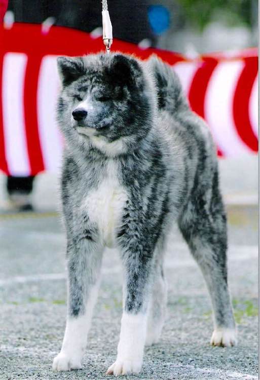 普遍的狗狗品种大全及图片,所有狗狗品种集合大全